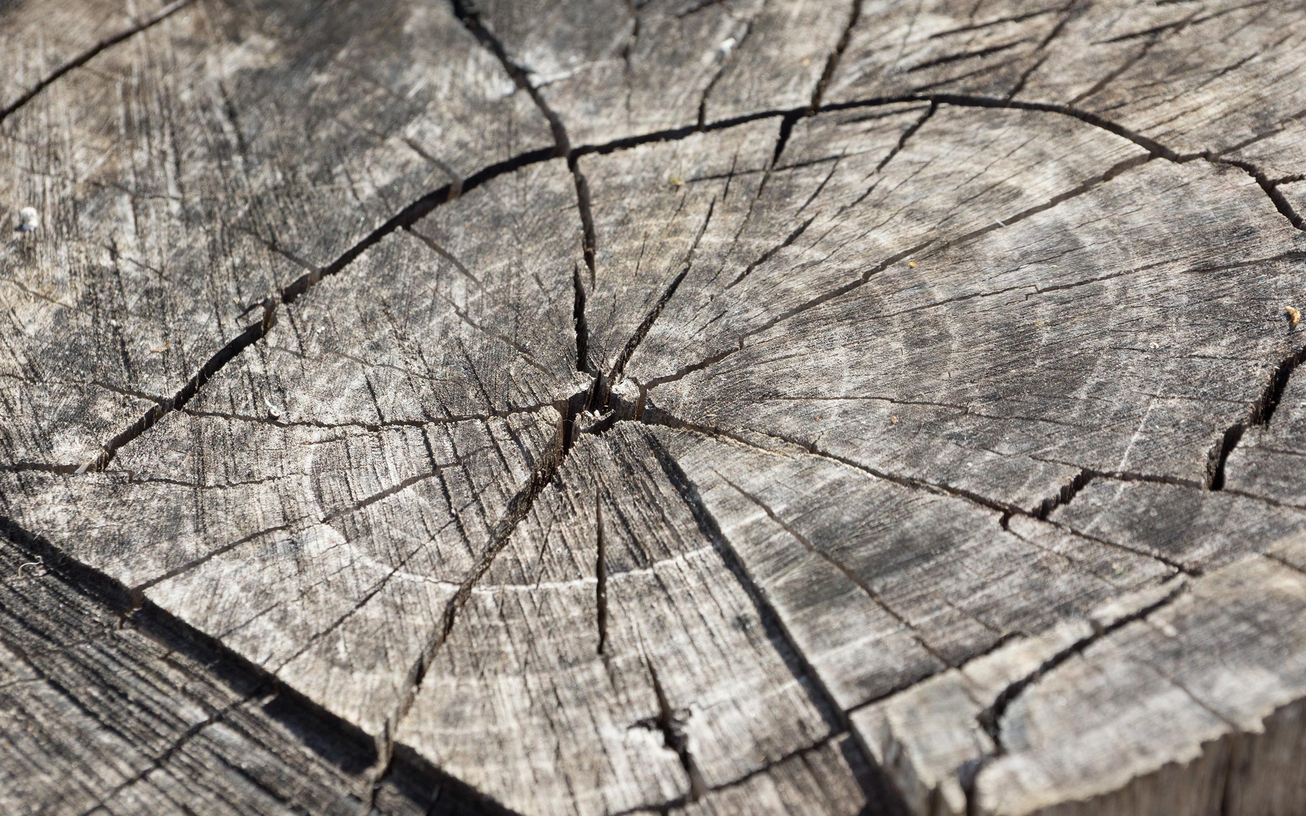 Battleback and History