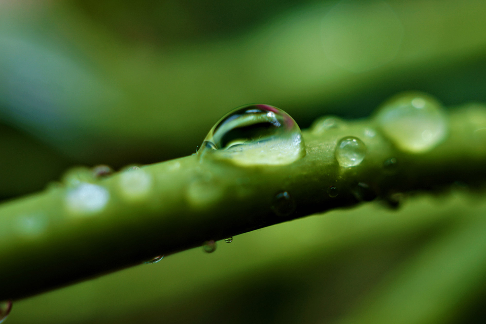 Our Veteran Mental Health Focus